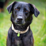 Pet GPS Tracker - Real-Time Bluetooth Location for Dogs & Cats